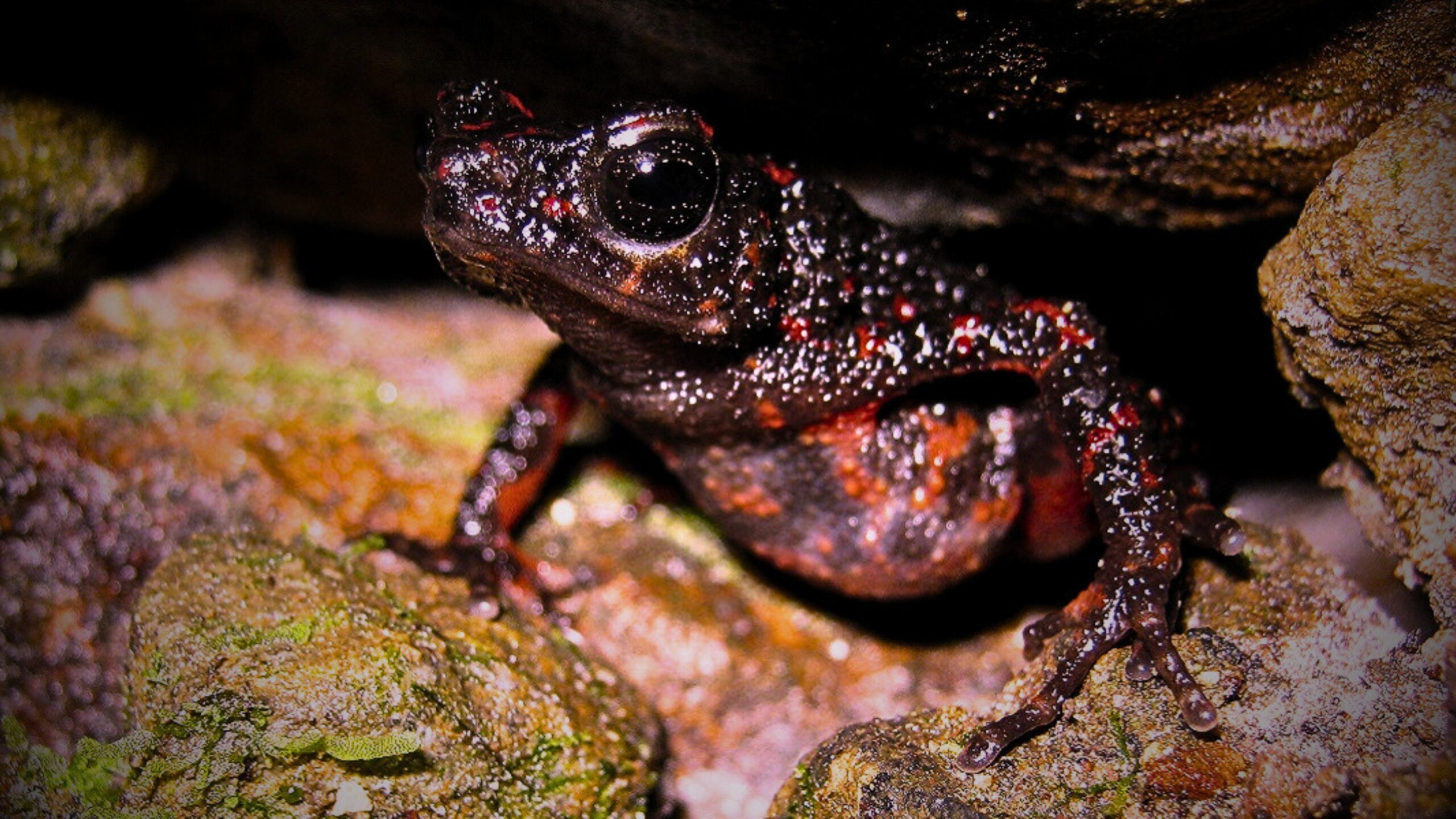 Leptophryne cruentata