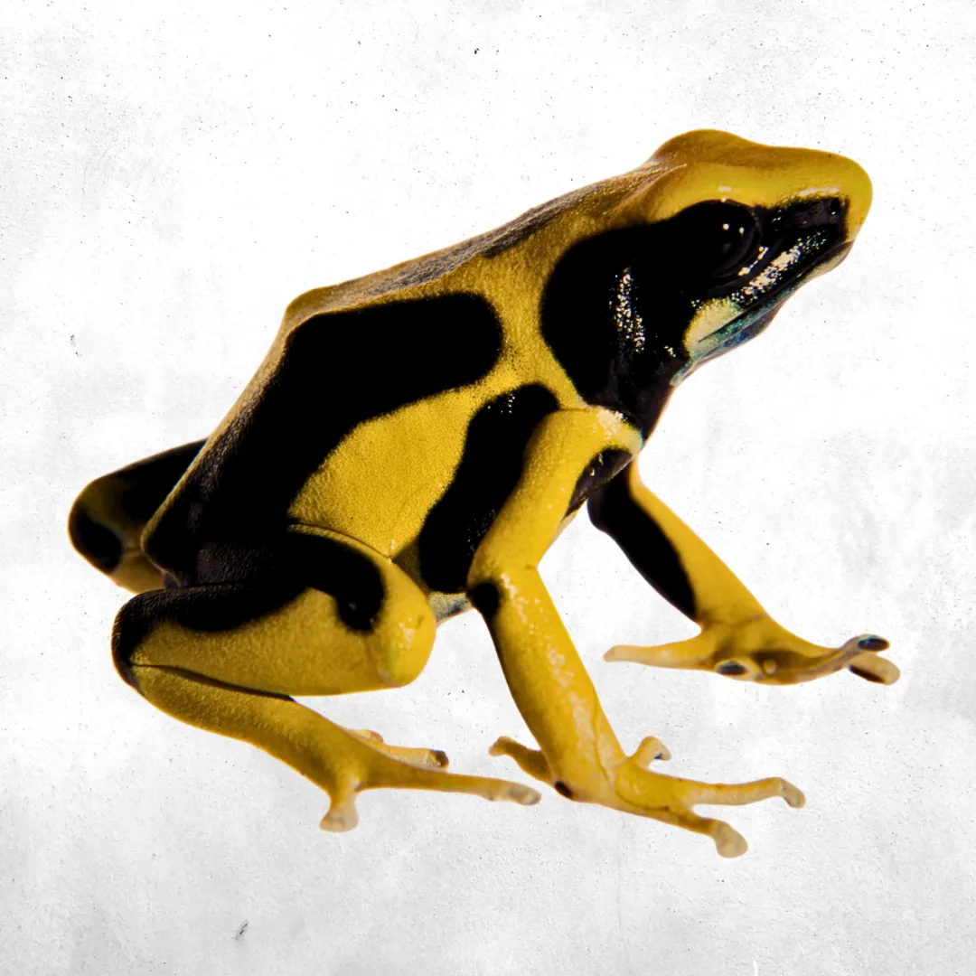 Tinctorius Regina